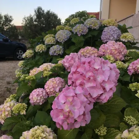 Apartamento Zlata Moga